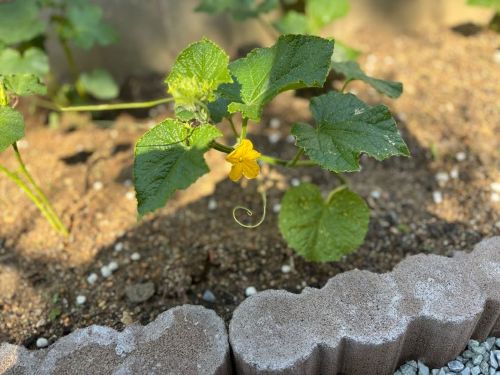 きゅうりの花