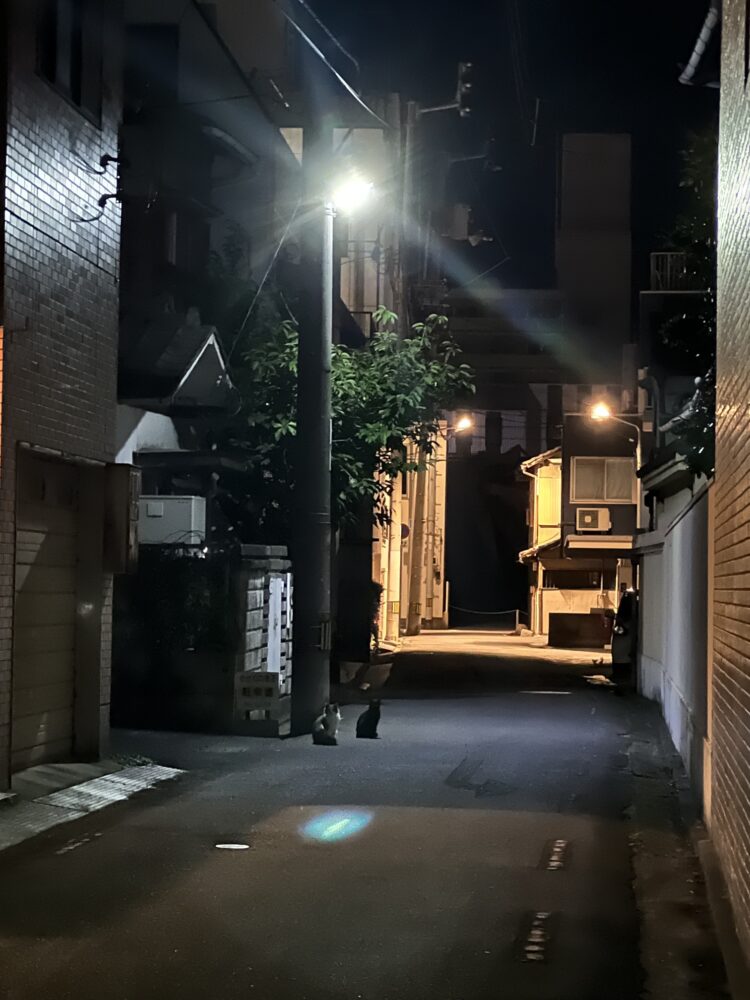 街灯の灯りだけが頼りの、静かな夜の路地。目を凝らすと、そこには二匹の猫がちょこんと座っていました。人の気配にすぐ気づいて、こちらの様子をじっと伺っている姿に、思わず足を止めてしまいます。